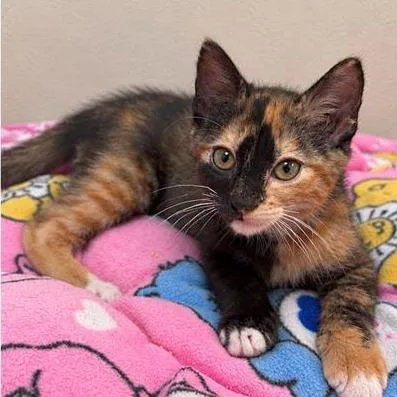 A baby small-sized female Tortoiseshell Domestic Short Hair cat named Jade for adoption in Long Beach, CA