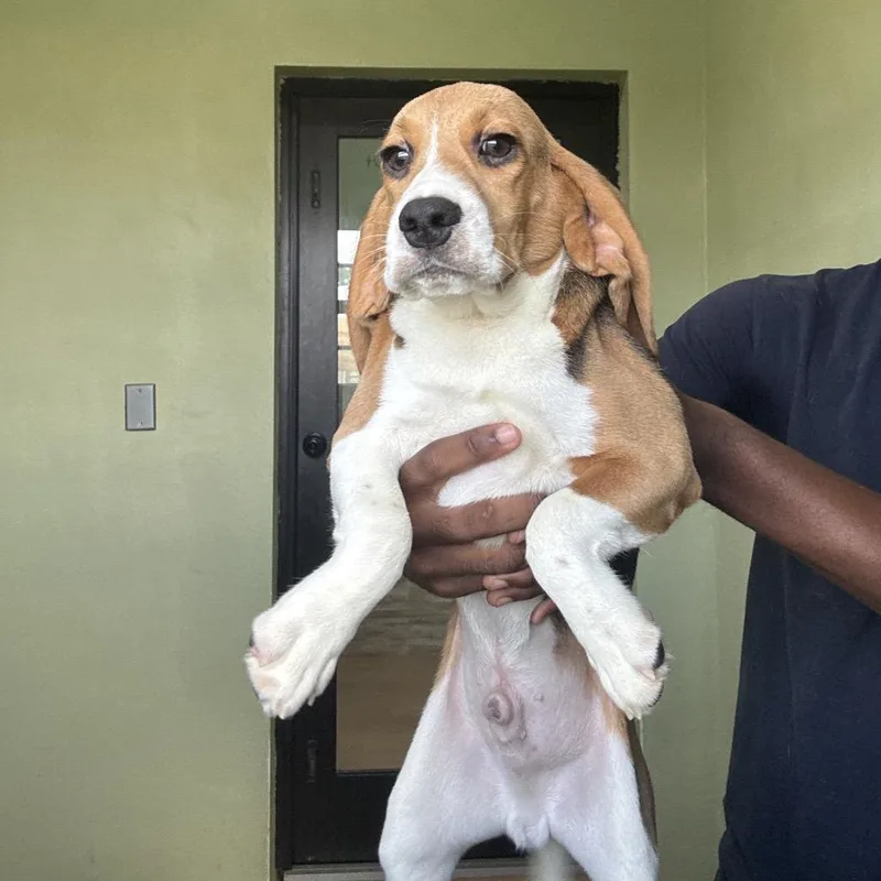 A baby small-sized male Beagle dog named BUF aka Darwin for adoption in LOXAHATCHEE, FL