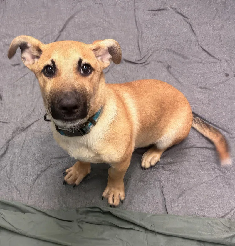 A young medium-sized male Yellow / Tan / Blond / Fawn Mixed Breed dog named Heath for adoption in Nashville, TN