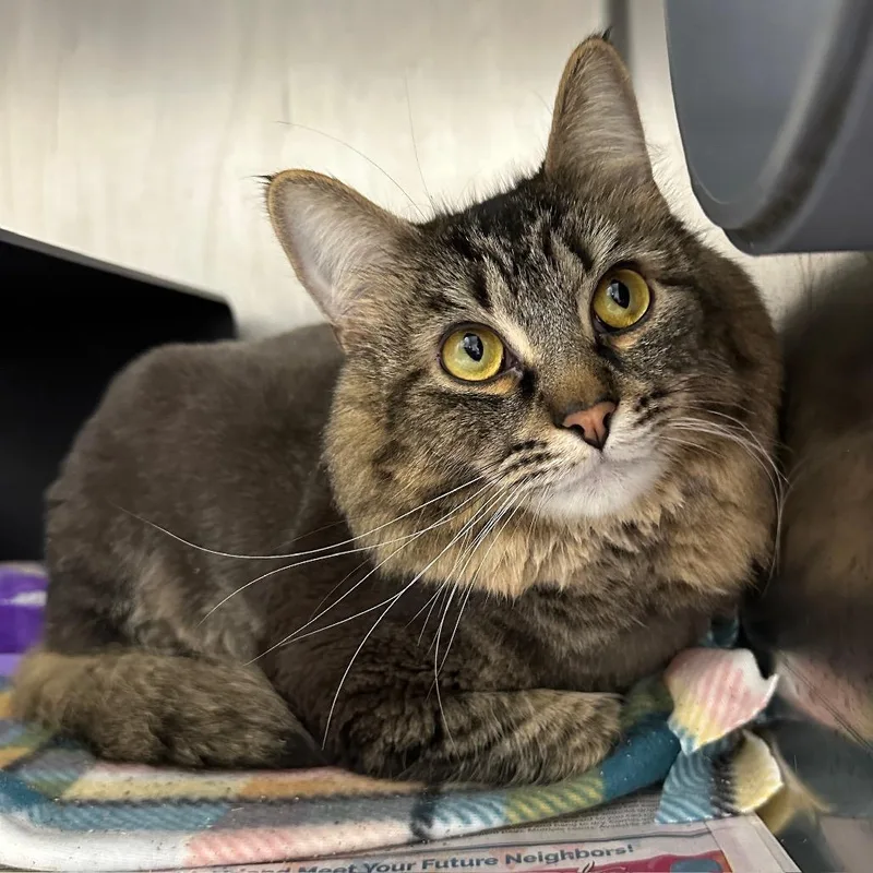 An adult extra large-sized male Brown / Chocolate Domestic Long Hair cat named Lalu for adoption in Chicago, IL