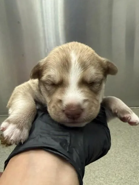 A baby small-sized male Mixed Breed dog named Nino for adoption in Dallas, TX