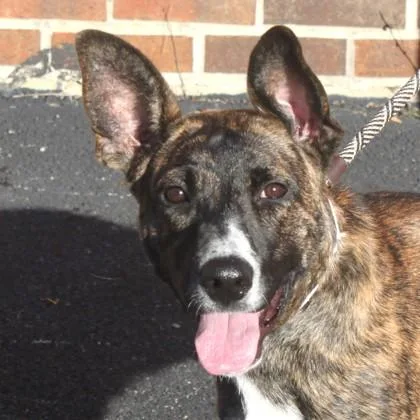 A young medium-sized female Shepherd dog named Tamara for adoption in Elk Grove Village, IL