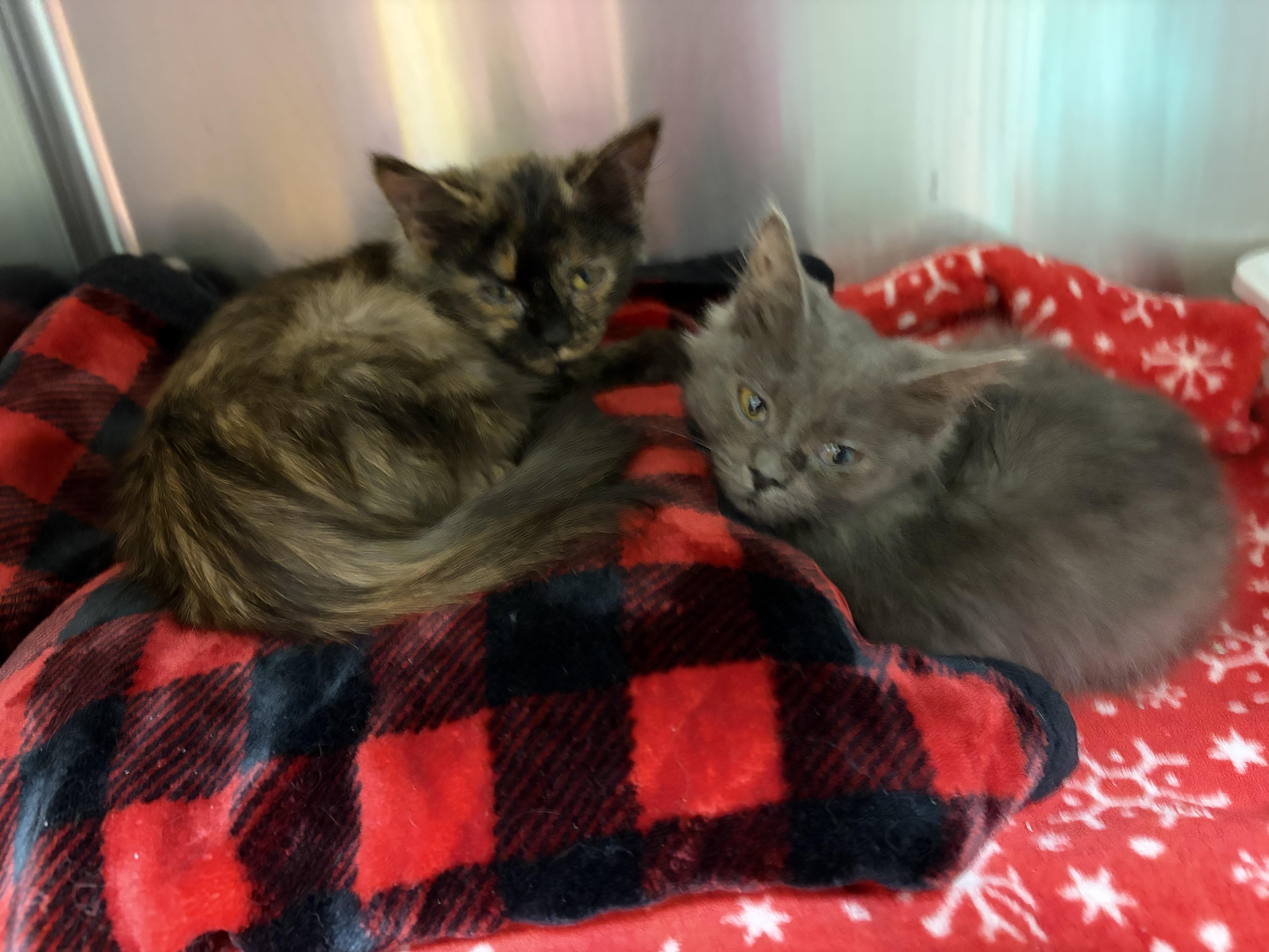 A baby small-sized female Domestic Medium Hair cat named Tinkerbelle & Periwinkle for adoption in Greensboro, NC