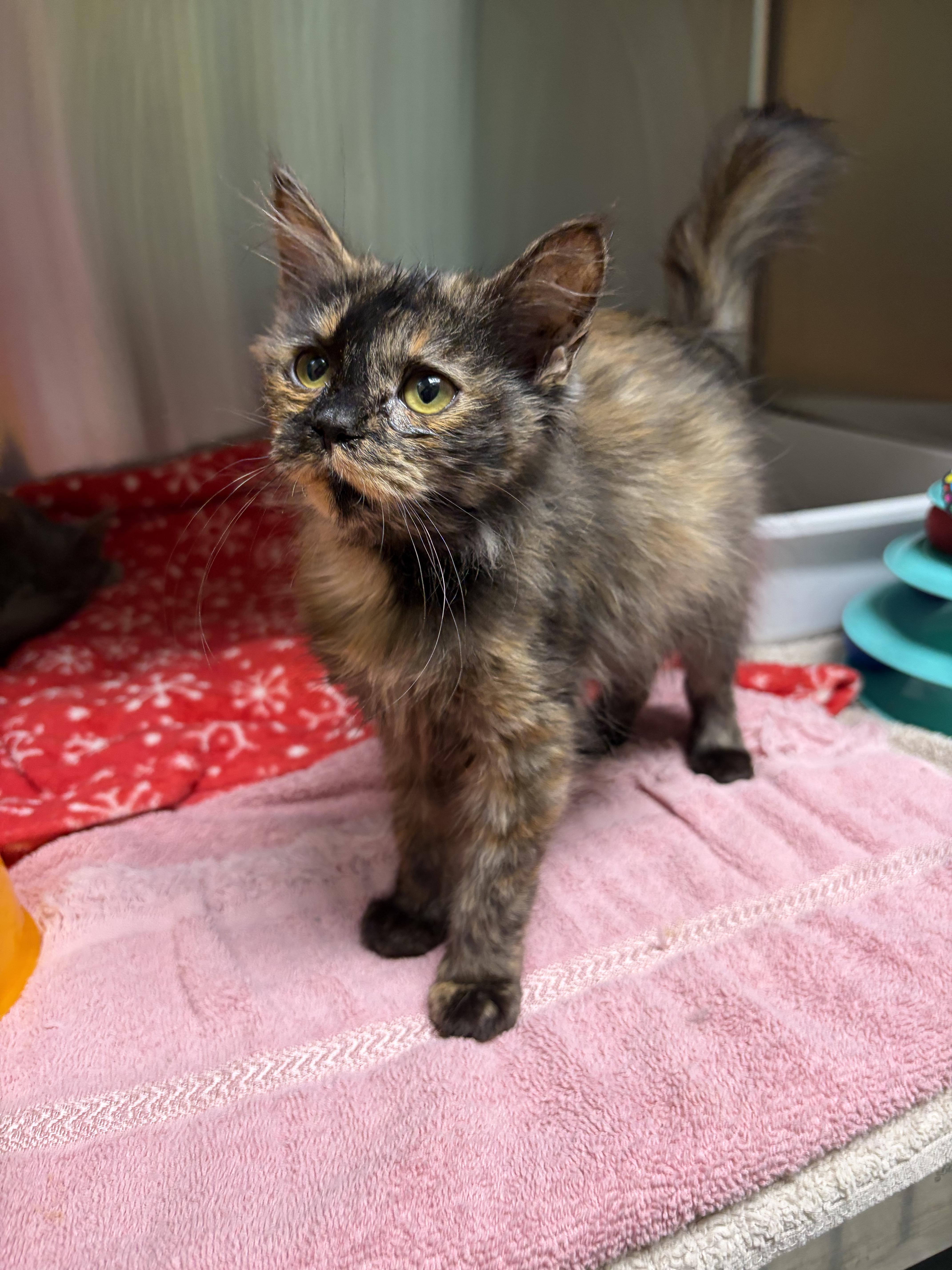 Tinkerbelle & Periwinkle thumbnail 3