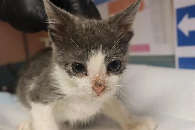 A baby small-sized male Domestic Short Hair cat named Caldwell for adoption in Columbia, SC