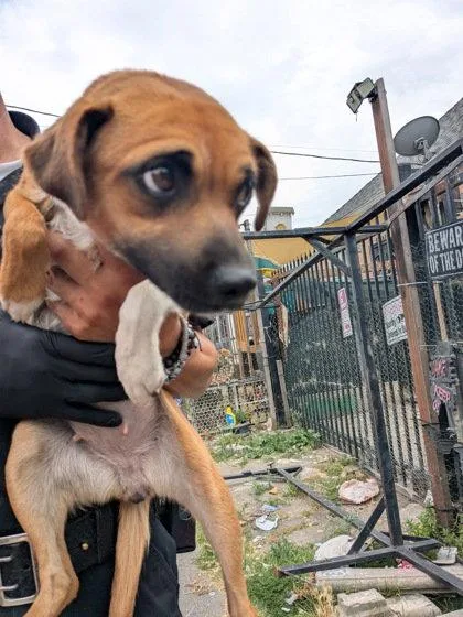 A young medium-sized female Chihuahua dog named Collage for adoption in Oakland, CA