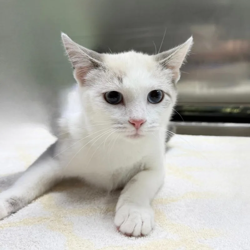 A baby small-sized male Domestic Short Hair cat named Quentin for adoption in State College, PA