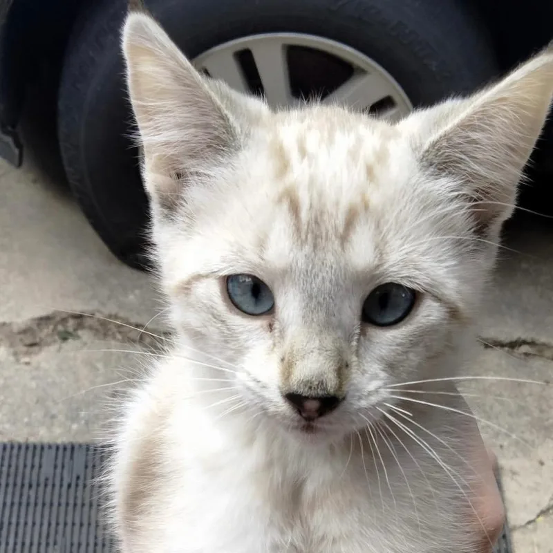 A baby small-sized female Domestic Short Hair cat named Mia for adoption in Ogden, UT