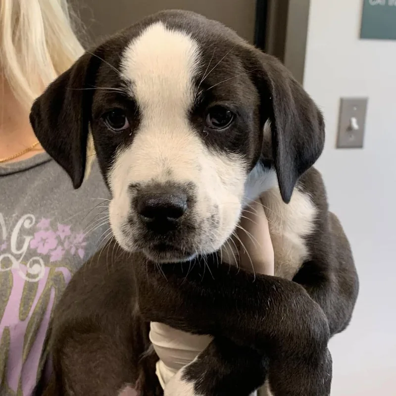 A baby small-sized female Black Retriever dog named Abby Cadabby for adoption in Cleveland, MS