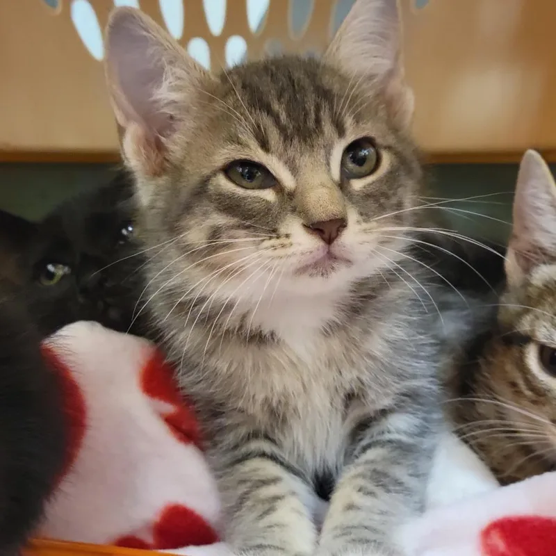 A baby small-sized male Gray / Blue / Silver Domestic Short Hair cat named Appa for adoption in Sarasota, FL