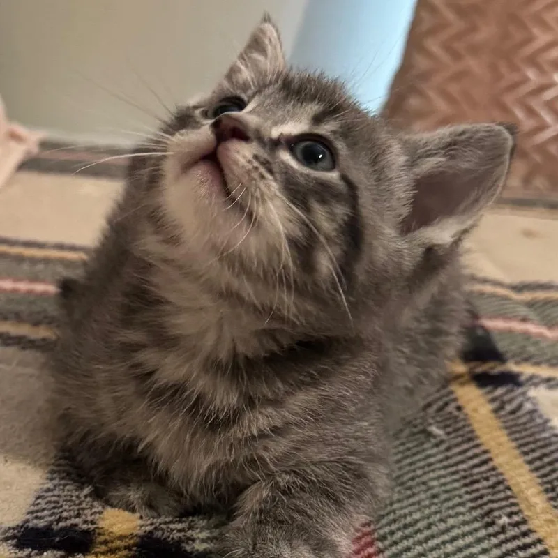 Theodore