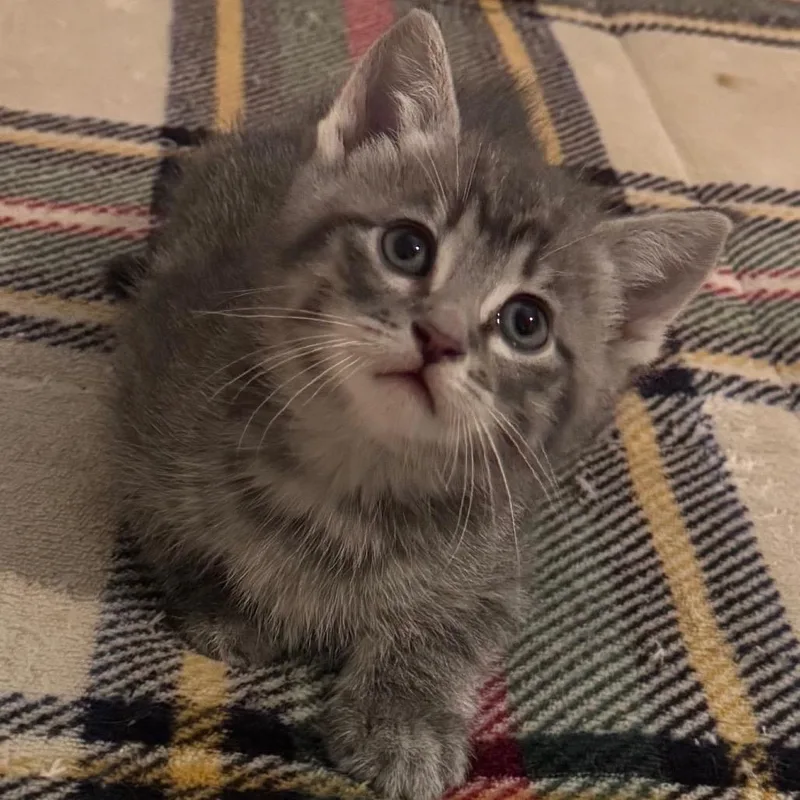 Theodore thumbnail 2