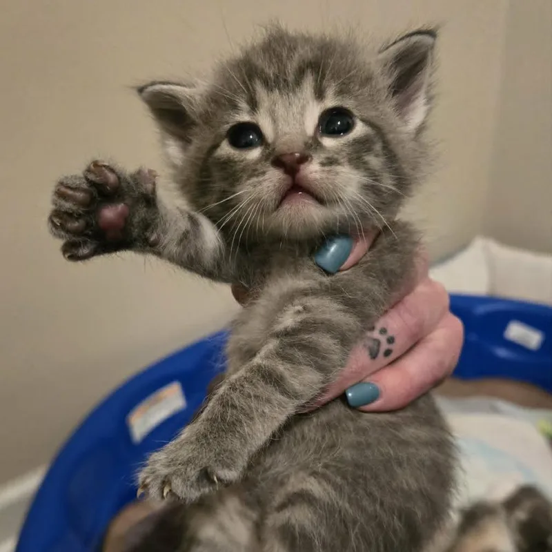Theodore thumbnail 3