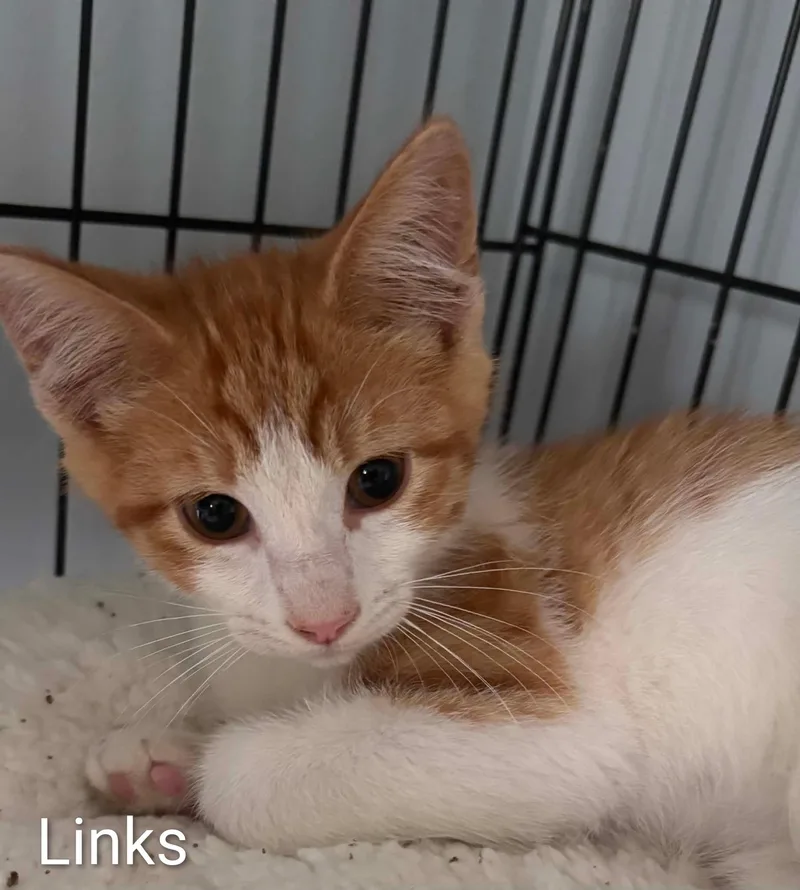 A baby medium-sized female Orange & White Domestic Medium Hair cat named Links for adoption in Columbia, MO