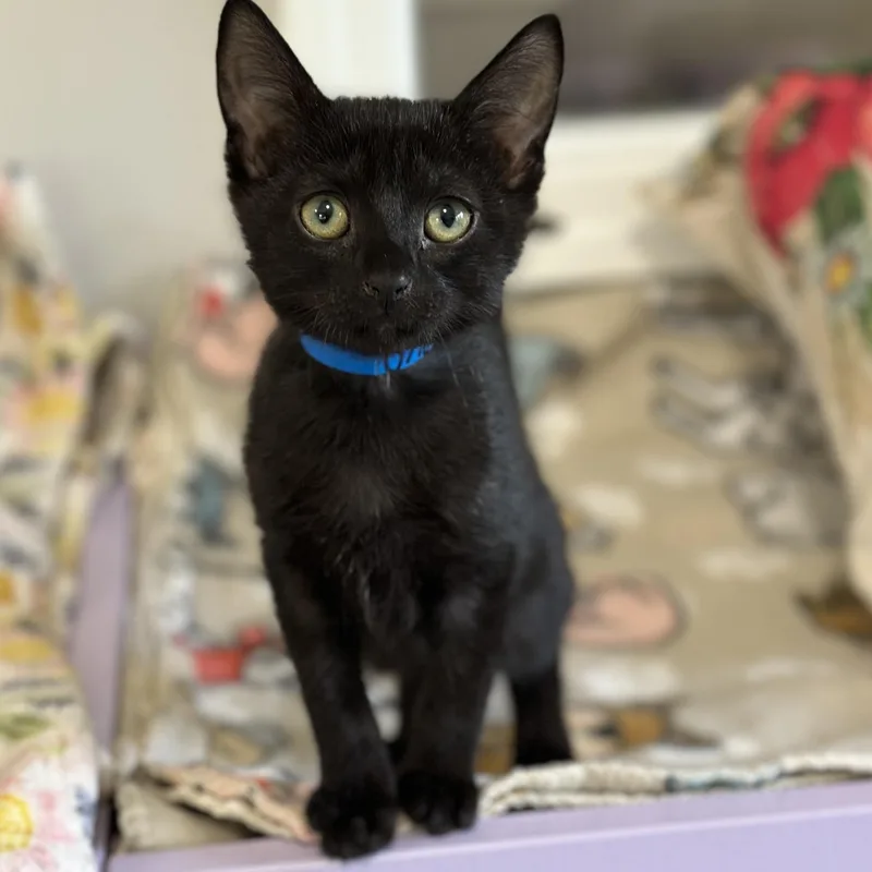 A baby medium-sized male Black Domestic Short Hair cat named Orion for adoption in Victor, NY