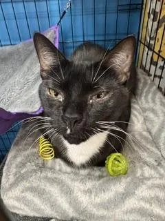 An adult medium-sized male Black & White / Tuxedo Domestic Short Hair cat named Lonnie for adoption in Louisville, KY