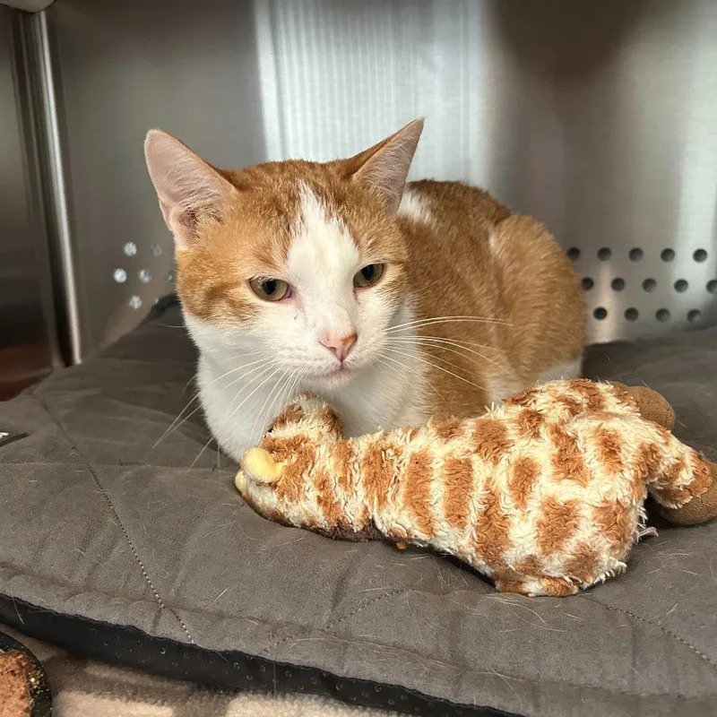 Hercules thumbnail 3