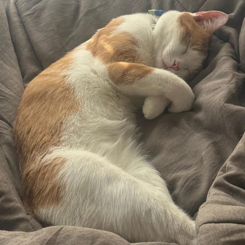 Hercules thumbnail 4