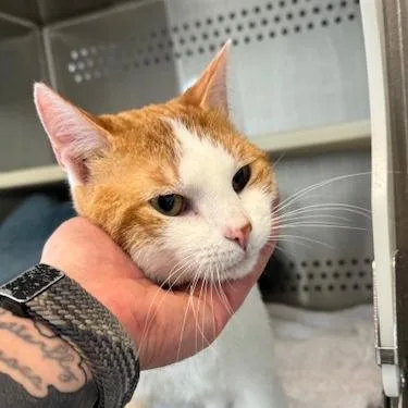 Hercules thumbnail 5