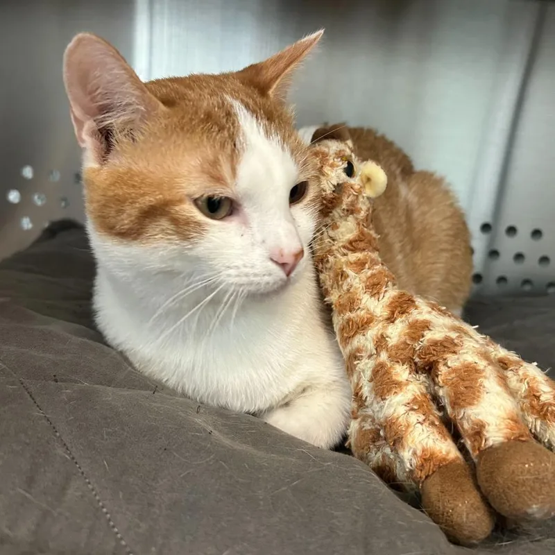 Hercules thumbnail 6