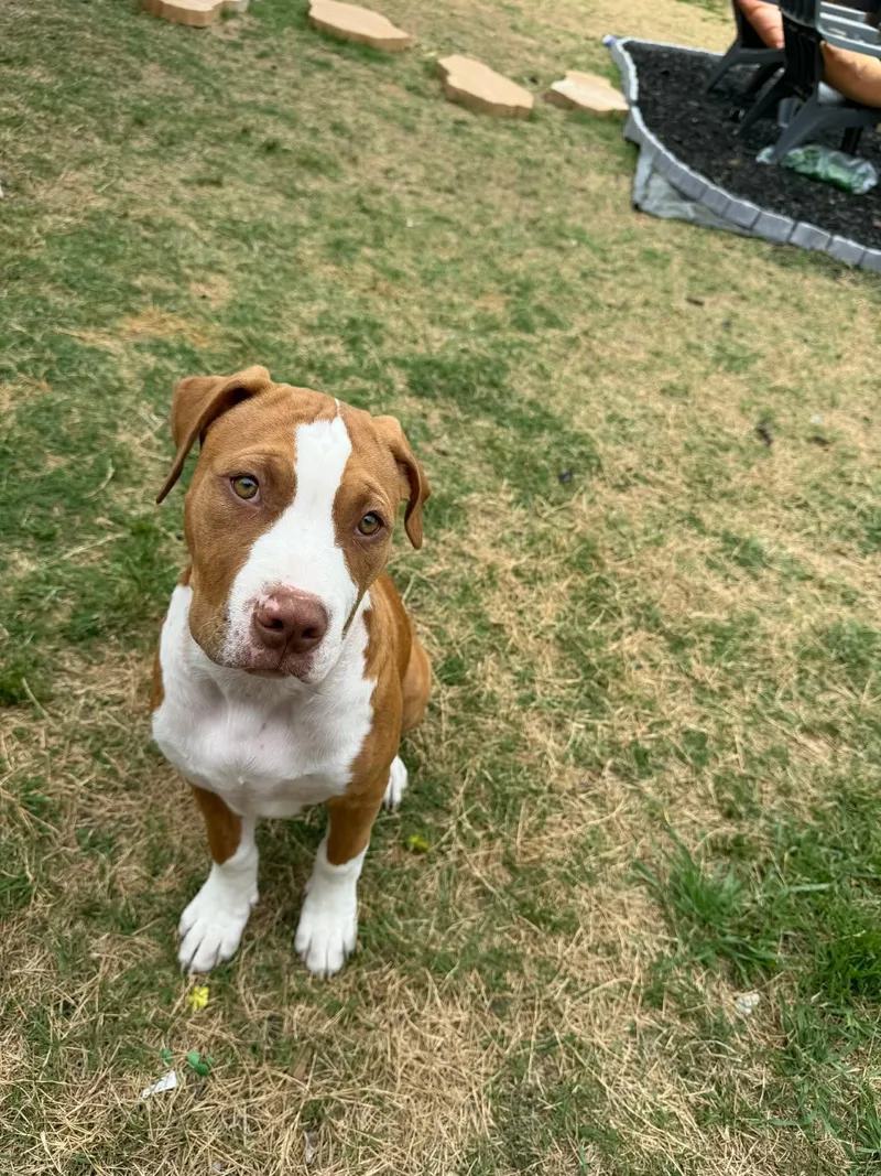 Sapphire thumbnail 2