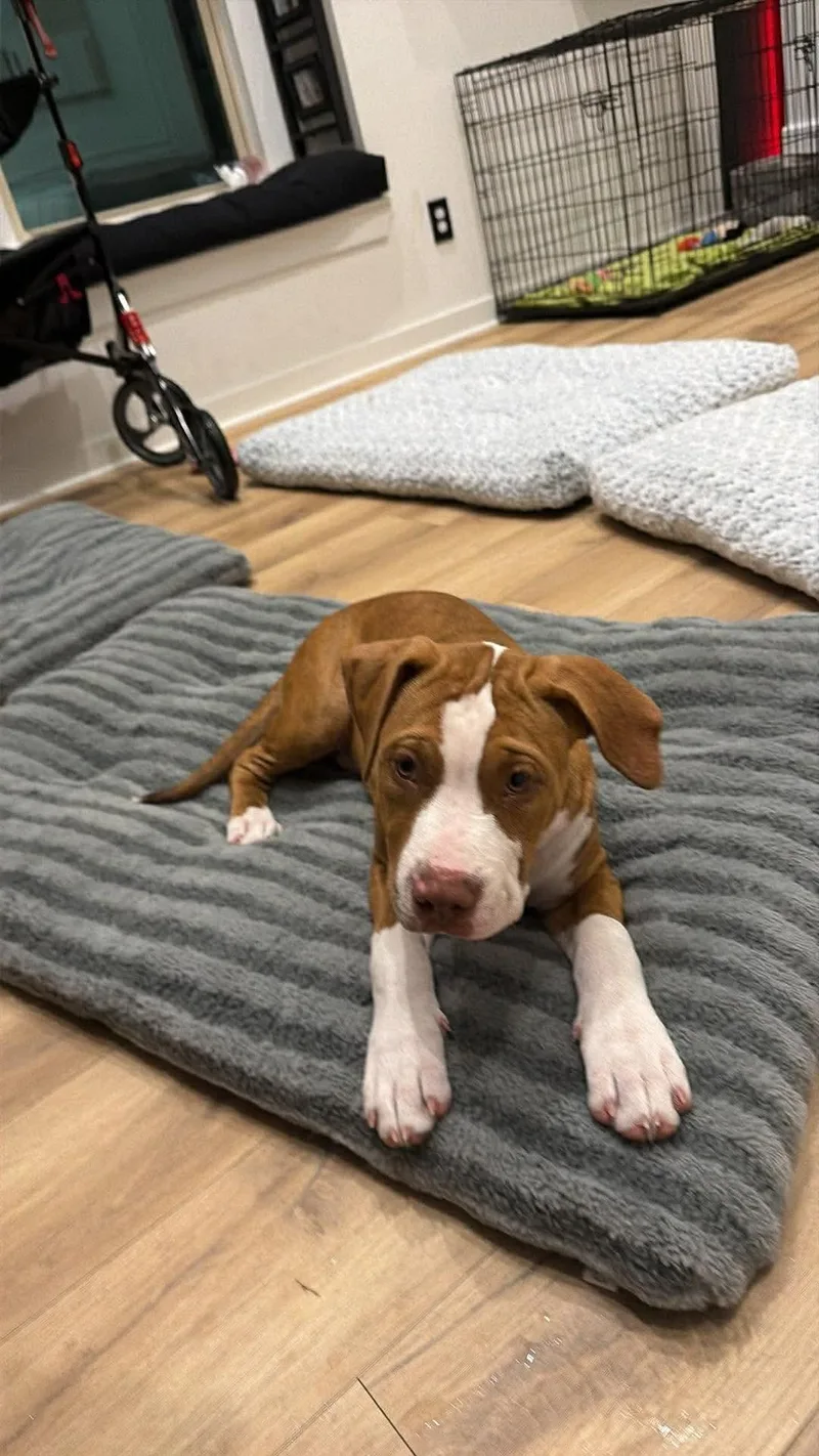 Sapphire thumbnail 3