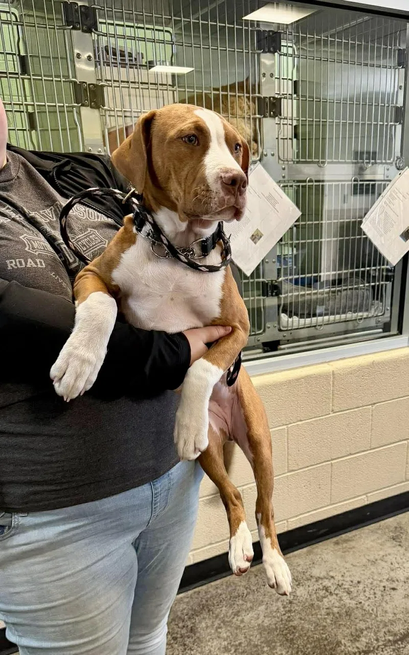 Sapphire thumbnail 4