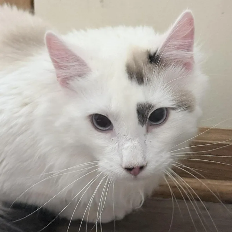 A young small-sized male White Domestic Long Hair cat named Snowy for adoption in Plainfield, IL