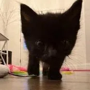A baby small-sized female Black Domestic Short Hair cat named Racoon for adoption in Lynchburg, VA