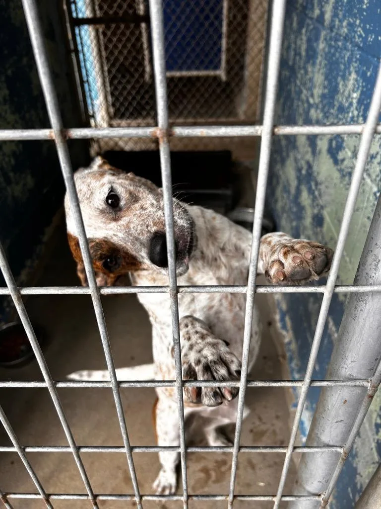 A young medium-sized female Cattle Dog dog named Fromage for adoption in Lockhart, TX