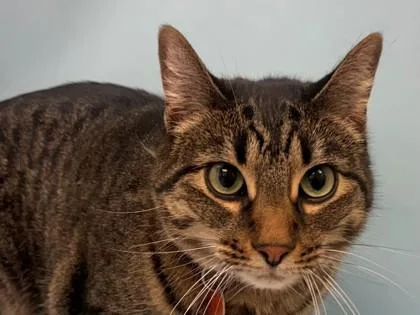 An adult small-sized female Domestic Short Hair cat named Lynxie for adoption in Woodbury, MN
