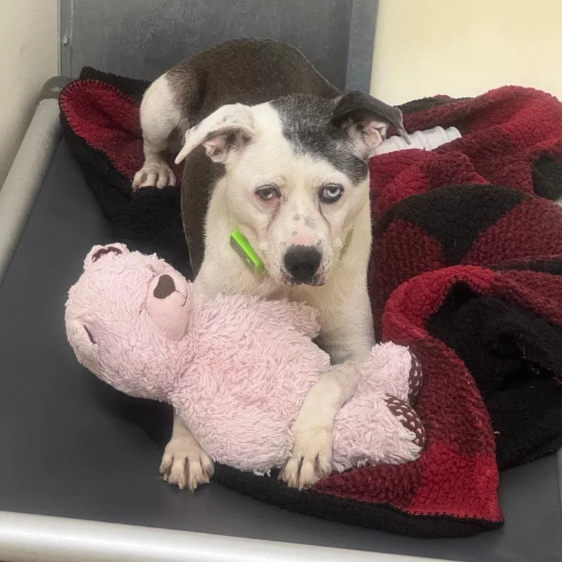 A senior medium-sized male White / Cream Mixed Breed dog named Gus for adoption in Pekin, IL
