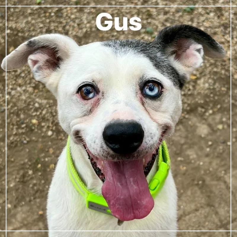 Gus thumbnail 2