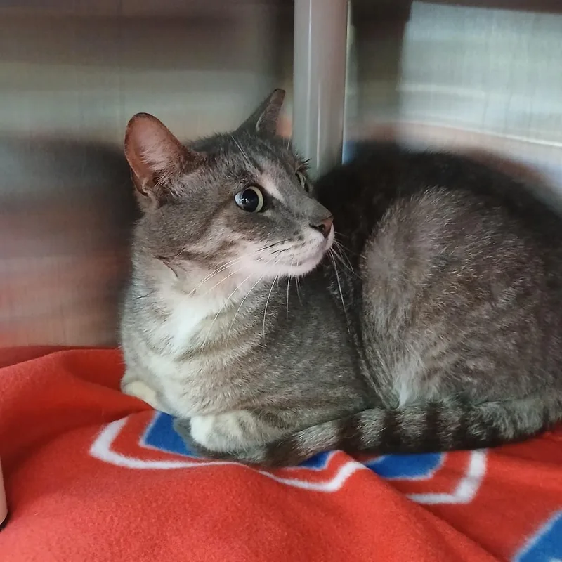 An adult medium-sized male Gray / Blue / Silver Domestic Short Hair cat named Silver for adoption in Philadelphia, PA