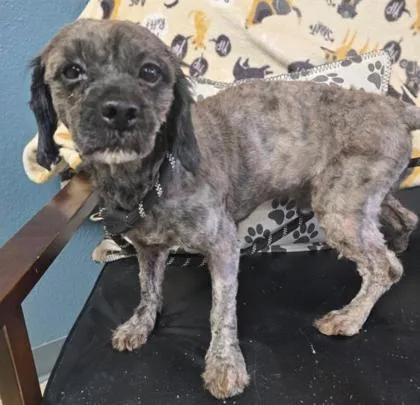 An adult medium-sized male Maltese dog named Scruff McGuff for adoption in Sullivan, IN
