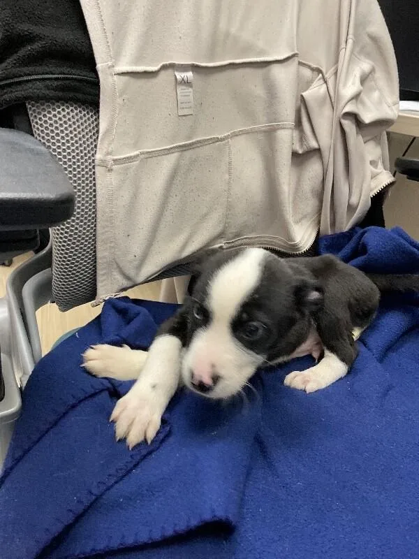 A baby small-sized male Black Mixed Breed dog named Jimmy for adoption in Hobbs, NM