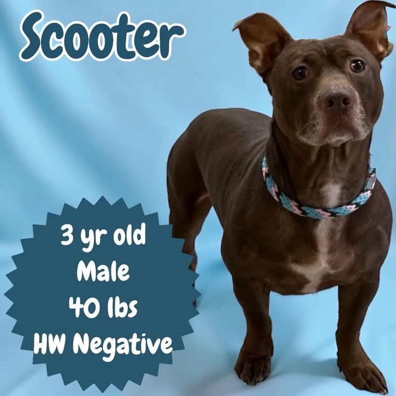 An adult medium-sized male Bull Terrier dog named Scooter for adoption in Sorrento, LA