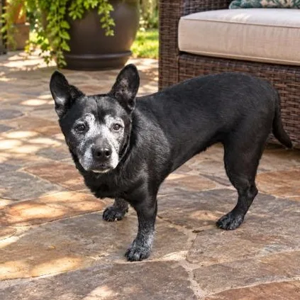 A senior medium-sized female Mixed Breed dog named Sonnet for adoption in Springfield, MO