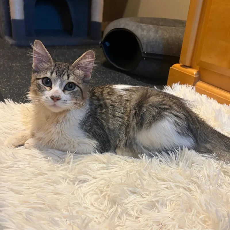A baby medium-sized male White Domestic Medium Hair cat named Peanut C for adoption in Princeton, MN
