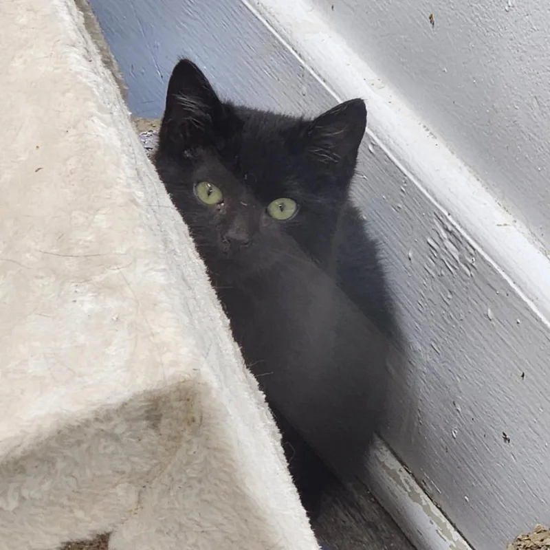 Caboodle thumbnail 2