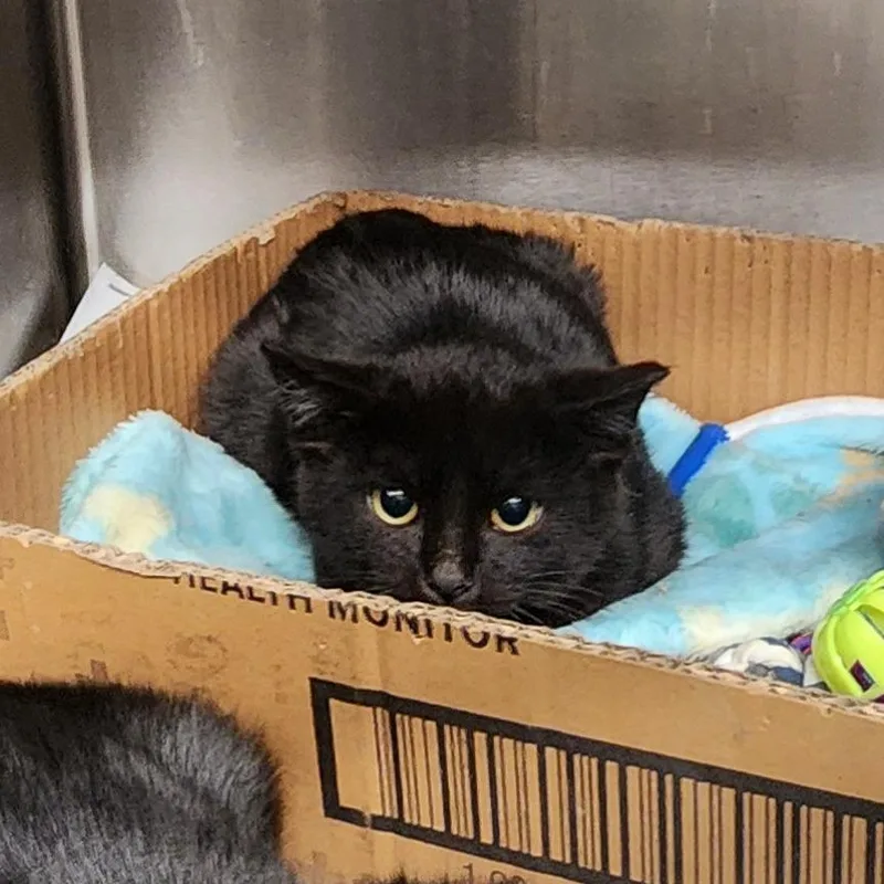 Caboodle thumbnail 3