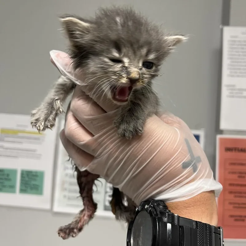 A baby small-sized male Gray / Blue / Silver Domestic Short Hair cat named Berries for adoption in Chattanooga, TN