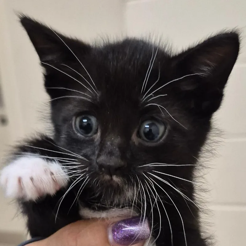 A baby small-sized female Black Domestic Short Hair cat named Oreo for adoption in Lake Panasoffkee, FL