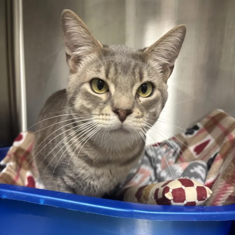 A young medium-sized male Domestic Short Hair cat named Zipper for adoption in Lincoln, CA