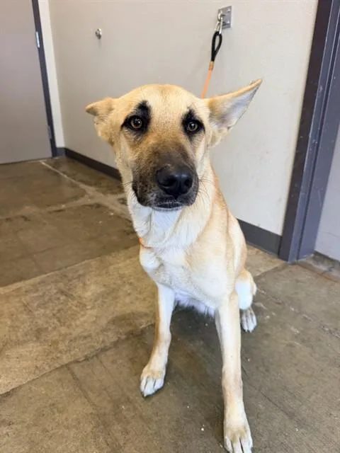 An adult medium-sized female German Shepherd Dog dog named Ladybird for adoption in Ontario, CA