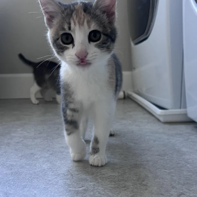 A baby medium-sized female Calico Dilute Calico cat named Duchess for adoption in Hillsboro, OR
