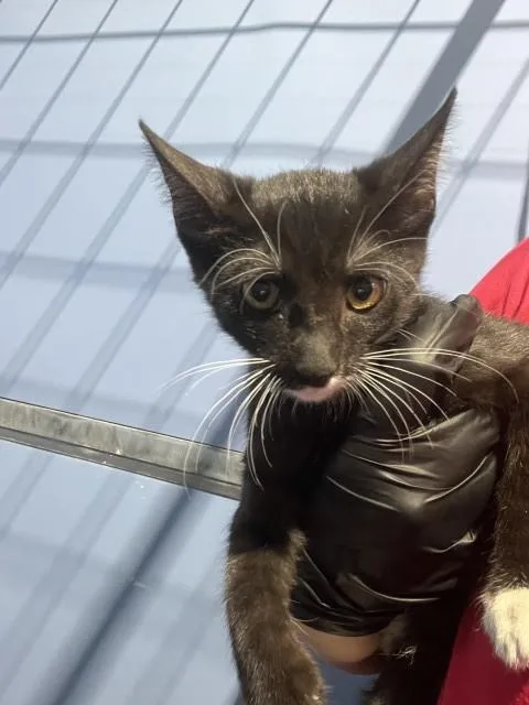 A baby small-sized female Domestic Short Hair cat named Cleo for adoption in San Bernardino, CA