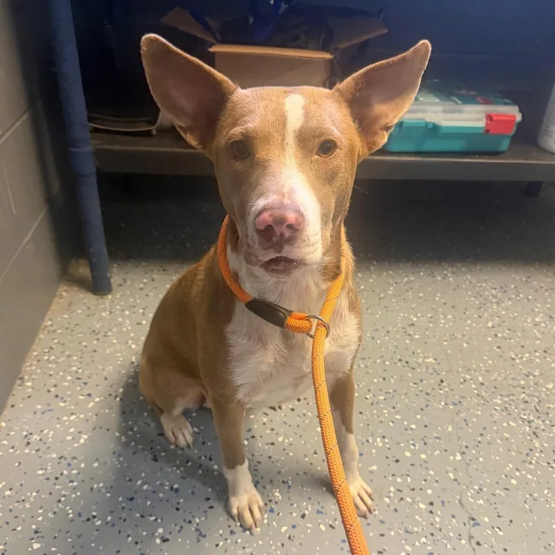 An adult medium-sized female Brown / Chocolate Pit Bull Terrier dog named TUSCStray for adoption in Tuscaloosa, AL