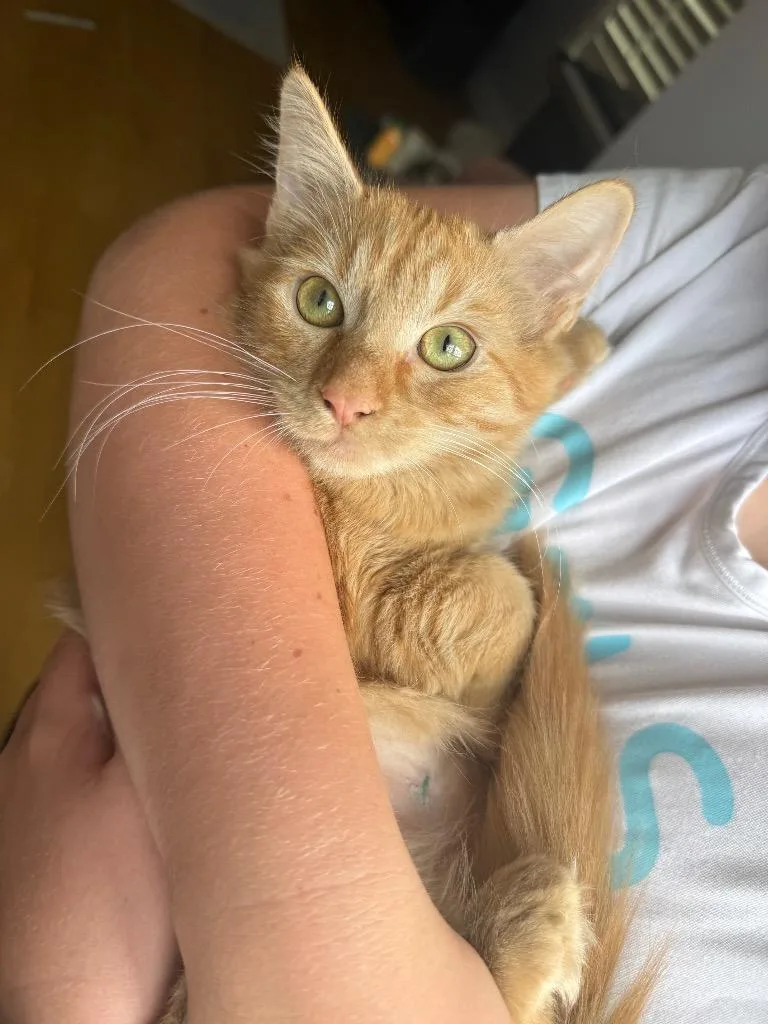 A baby medium-sized female Domestic Short Hair cat named Vesta for adoption in Youngsville, NC