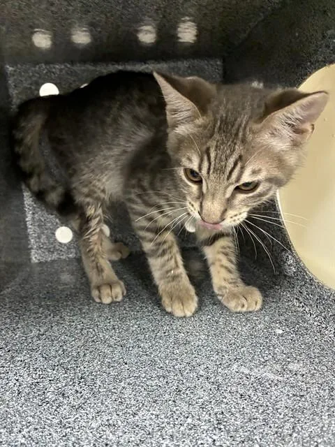 A baby small-sized male Domestic Short Hair cat named Yuji for adoption in Naples, FL